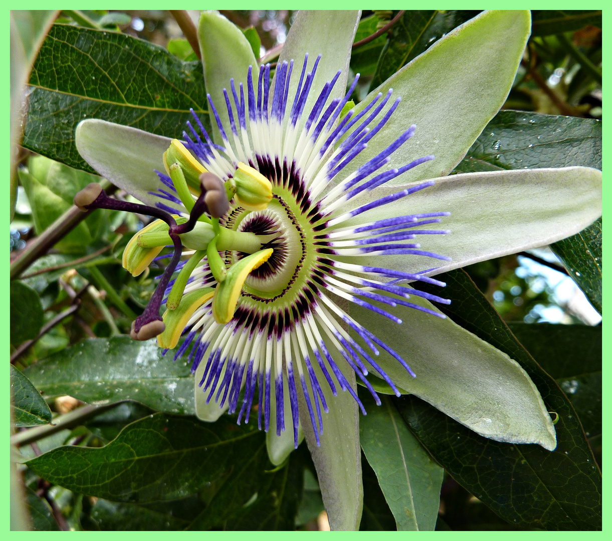 * PASSIFLORA *