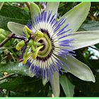 * PASSIFLORA *