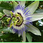 * PASSIFLORA *