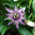 Passiflora