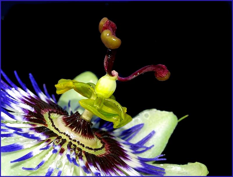 Passiflora