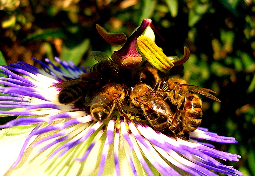 Passiflora