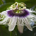 Passiflora