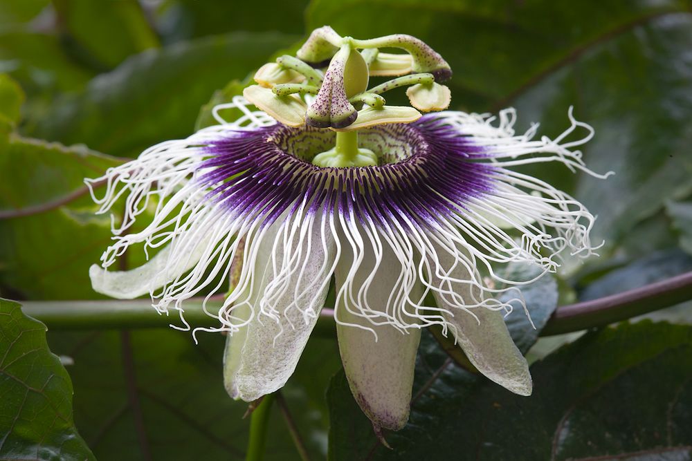 Passiflora