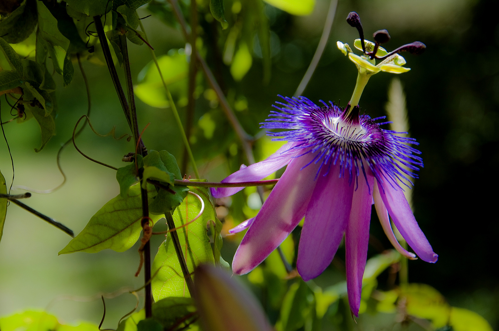 Passiflora ( fleur de la passion)