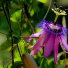 Passiflora ( fleur de la passion)