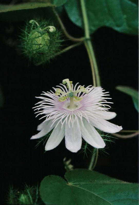 Passiflora foetida