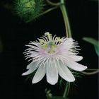 Passiflora foetida