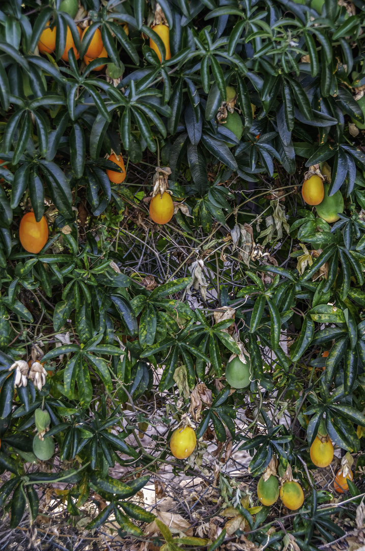 Passiflora-Fruchtstand