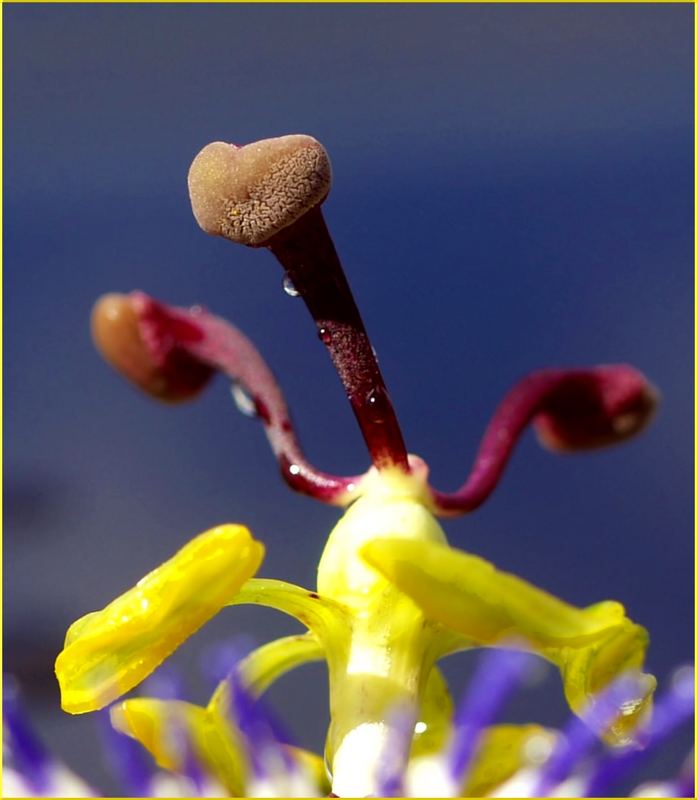 Passiflora ganz aus der Nähe