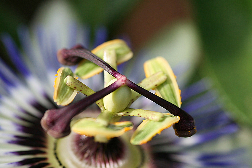 Passiflora ganz nah