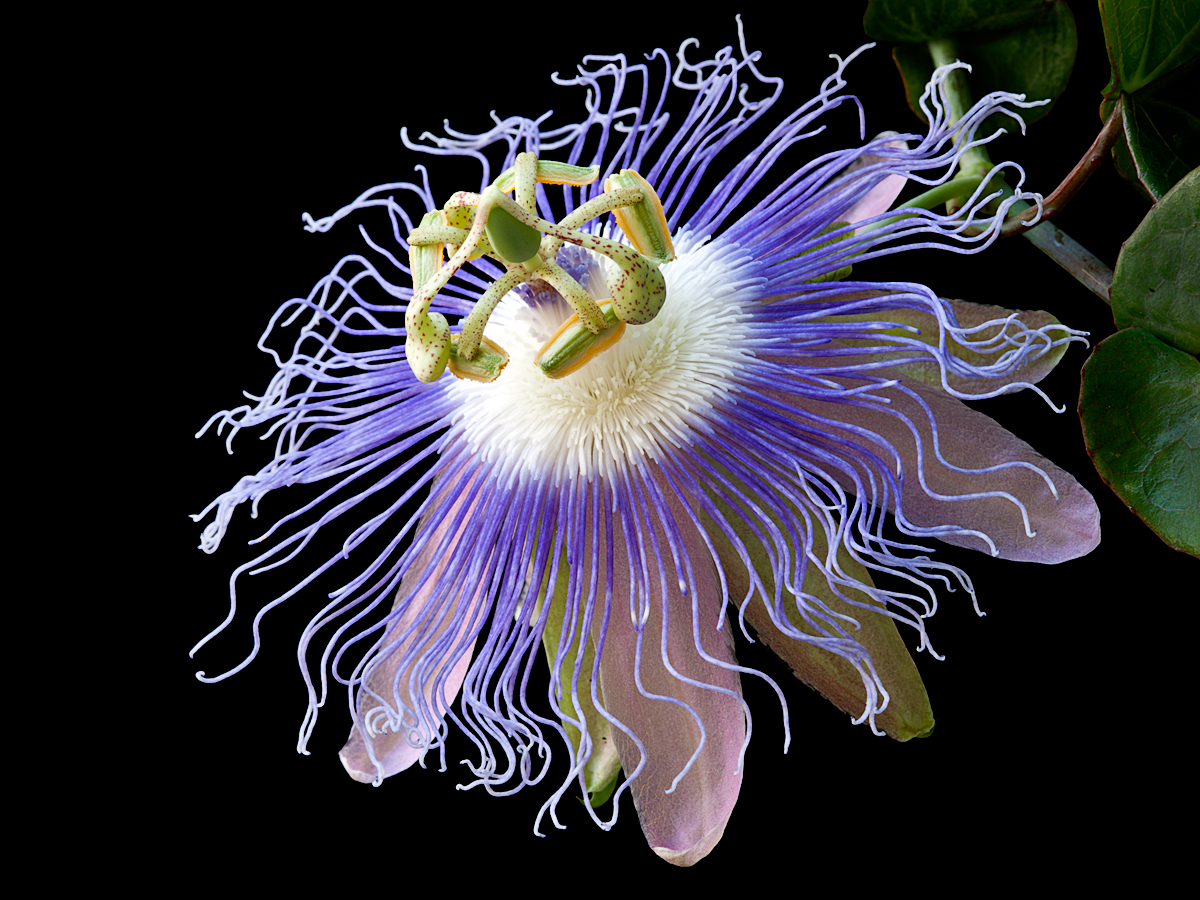 Passiflora garckei