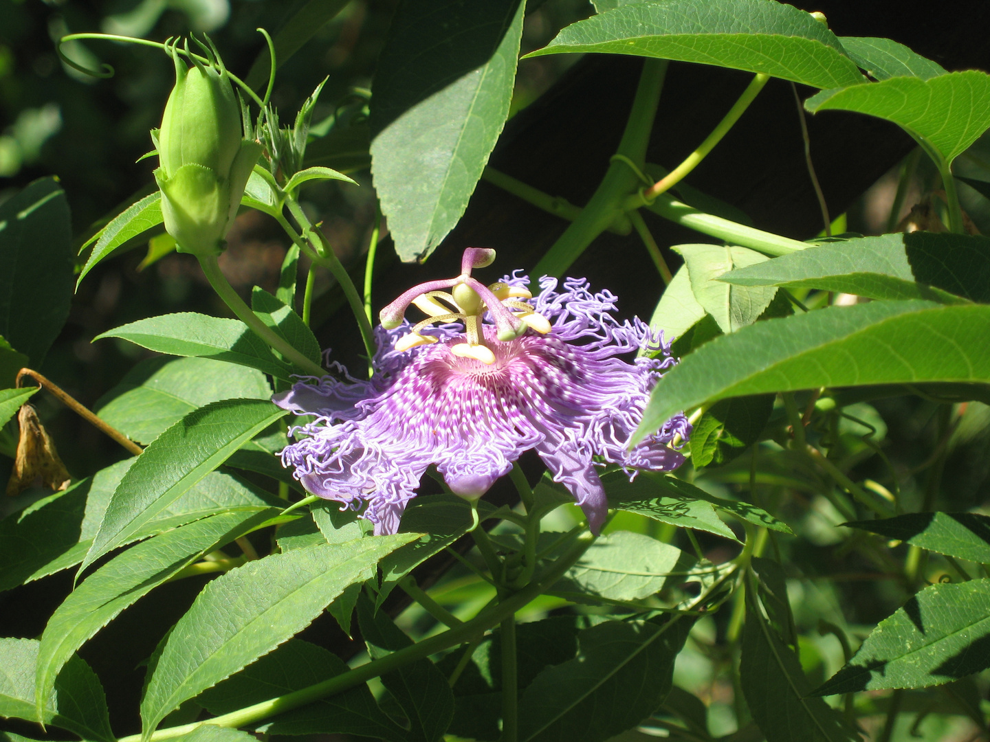 PASSIFLORA - GIARDINI HAMBURY