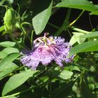 PASSIFLORA - GIARDINI HAMBURY