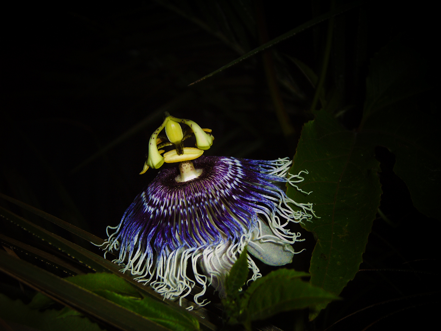 Passiflora Hybride 'Byron Beauty'