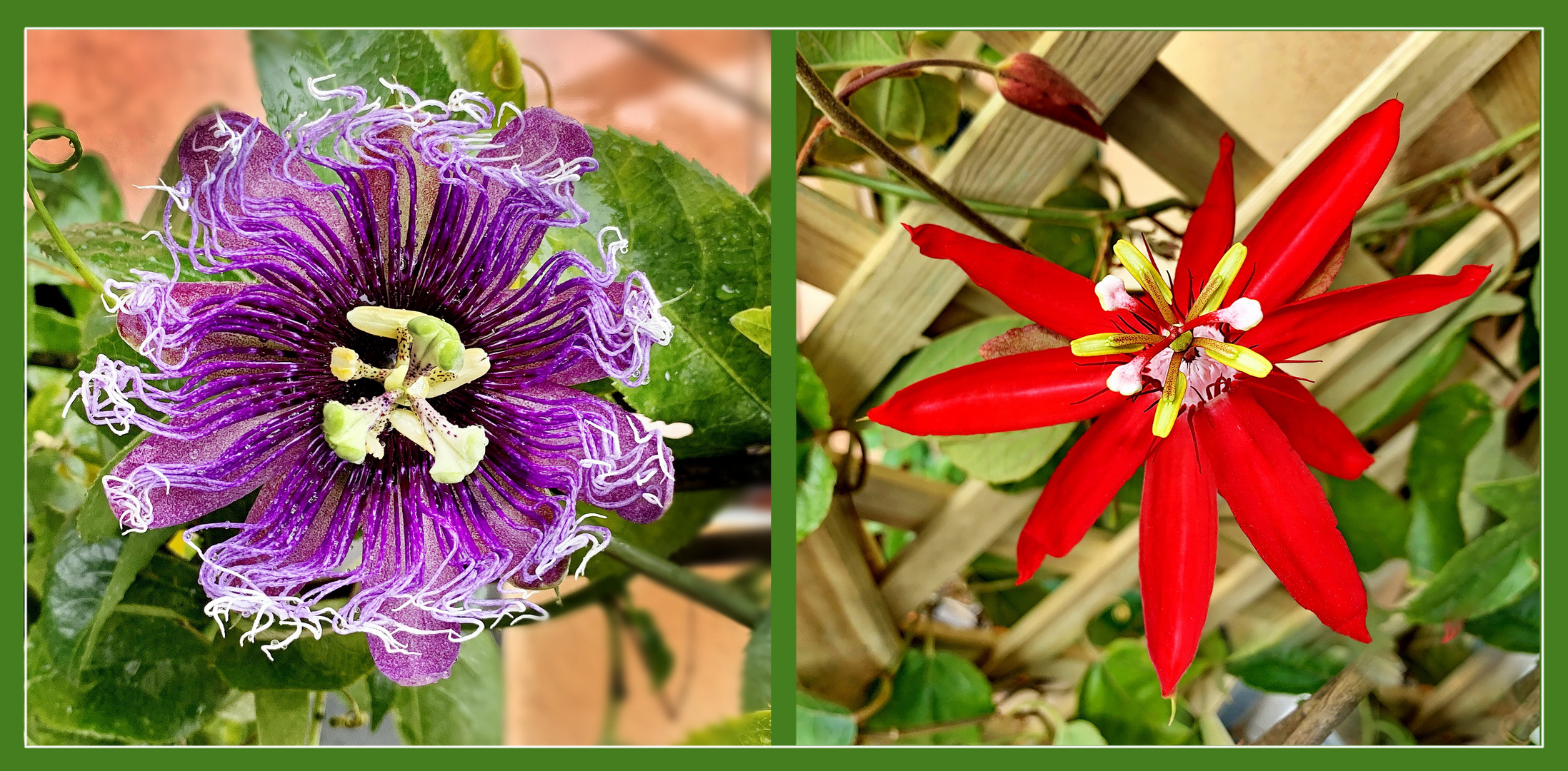 Passiflora Hybride “Byte” und Passiflora "coccinea - rote Grenadilla "