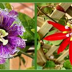 Passiflora Hybride “Byte” und Passiflora "coccinea - rote Grenadilla "