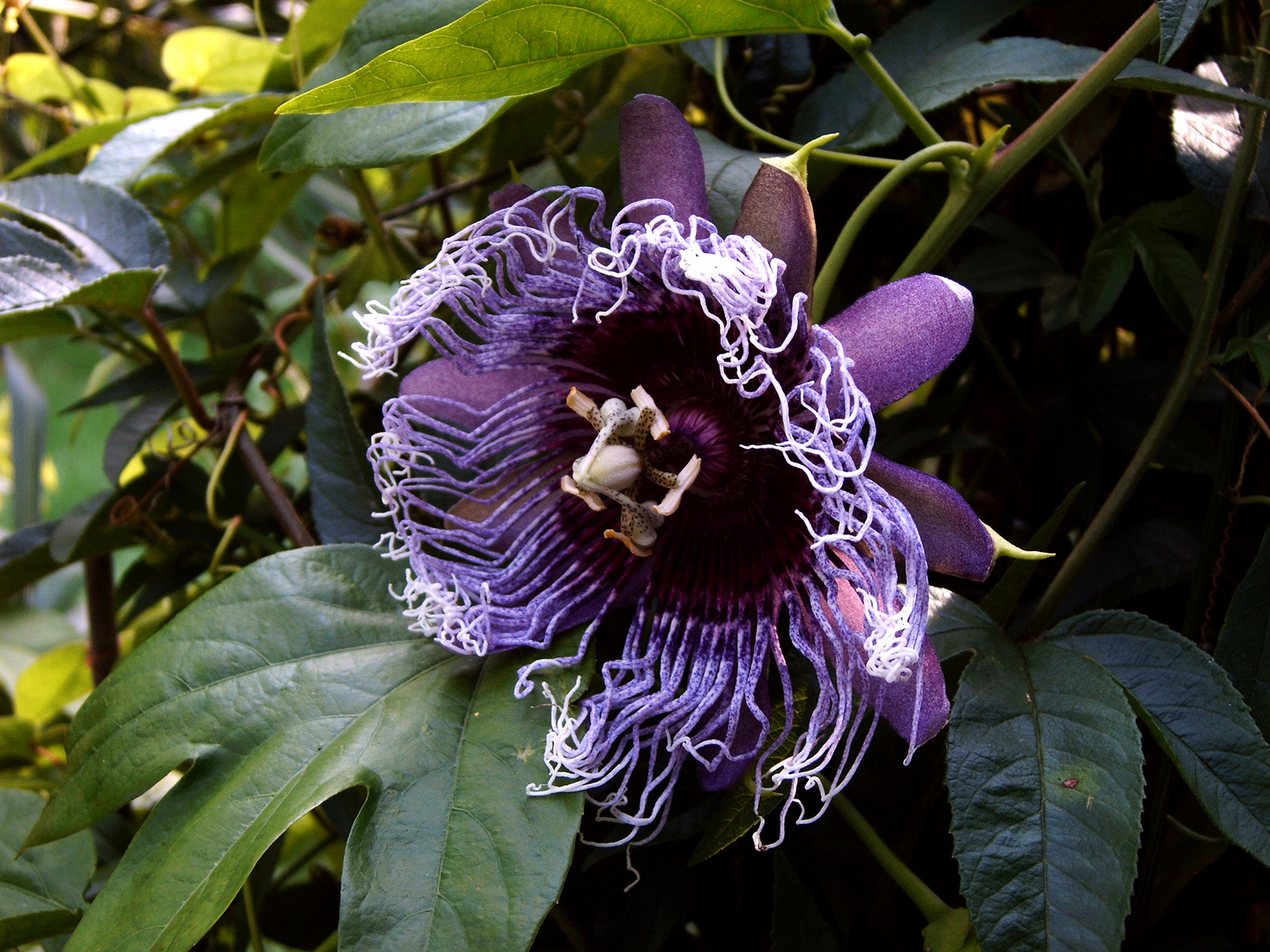 Passiflora-Hybride "Elisabeth"