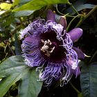 Passiflora-Hybride "Elisabeth"