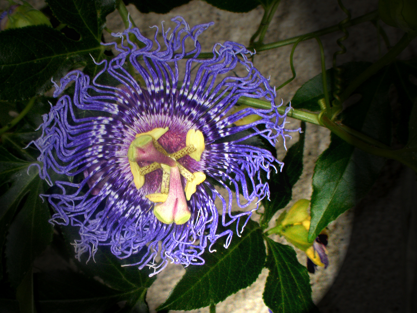 Passiflora-Hybride "Incense"