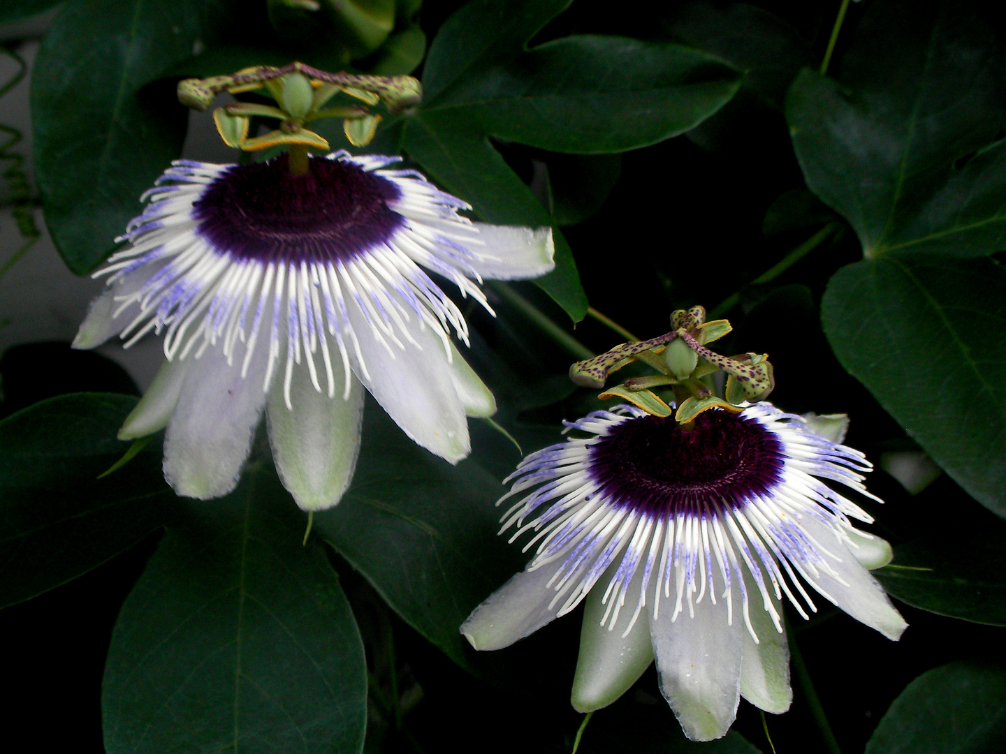 Passiflora-Hybride "Panda"