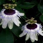 Passiflora-Hybride "Panda"