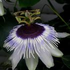 Passiflora-Hybride "Panda"