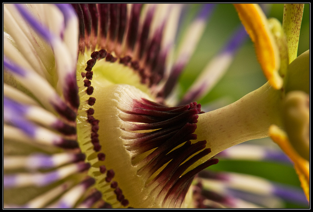 Passiflora I