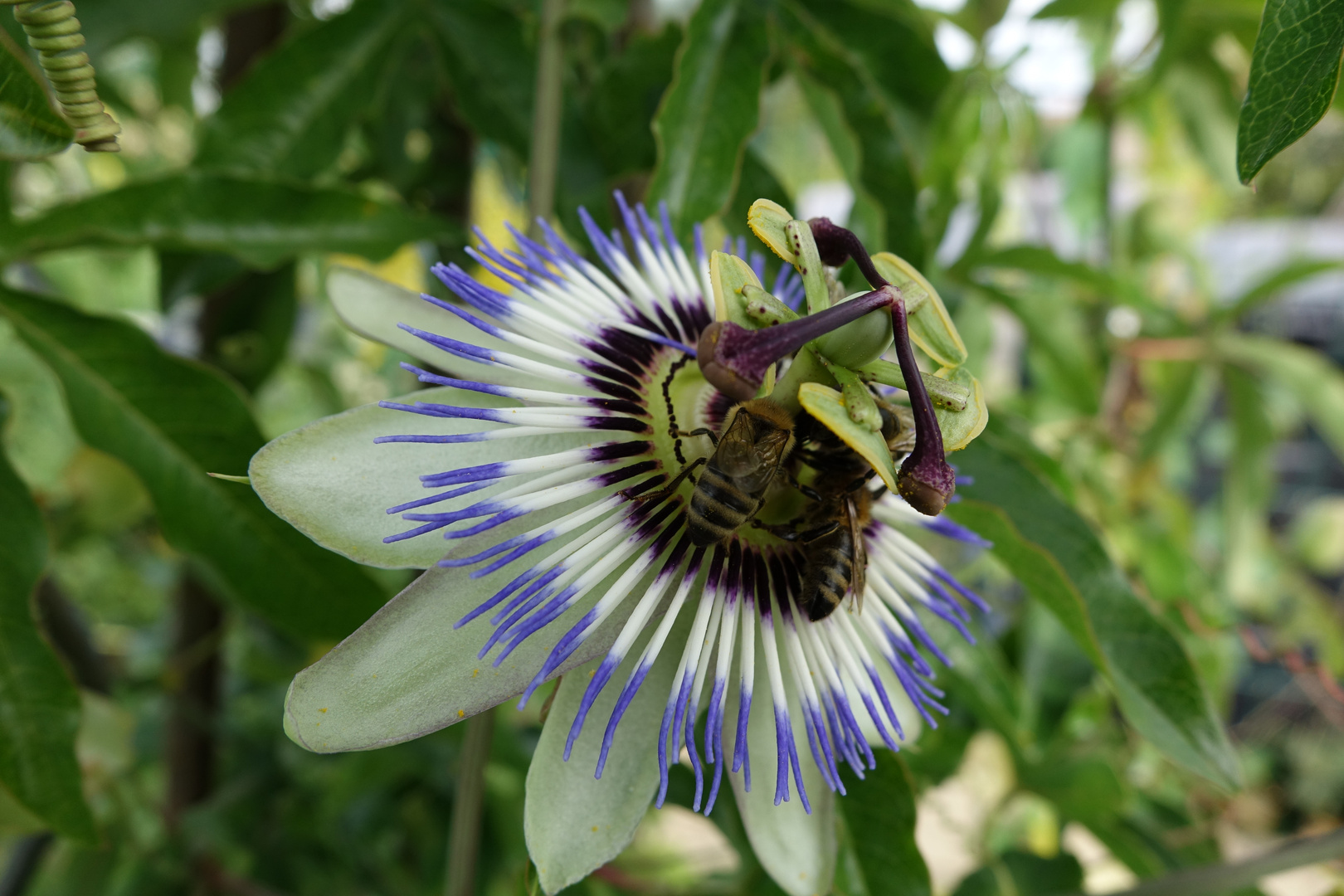 Passiflora I