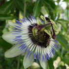 Passiflora I