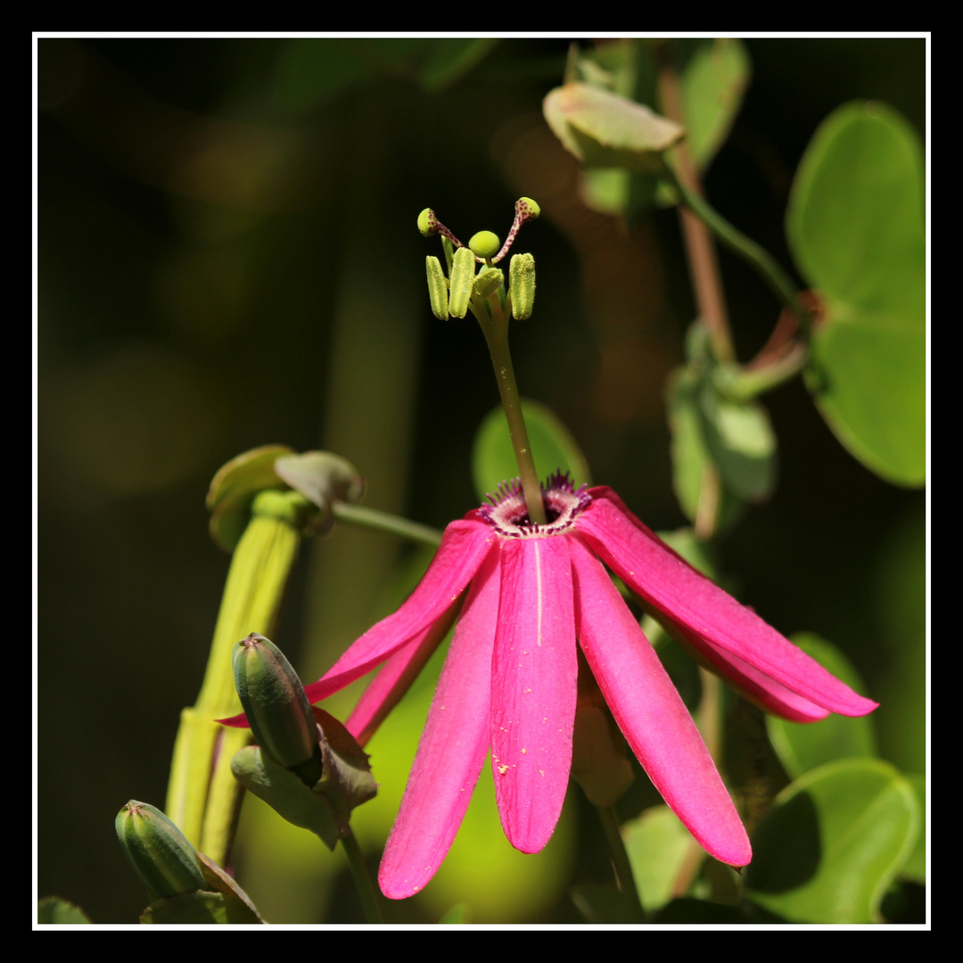 Passiflora im Botanischen Garten Cambridge