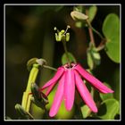 Passiflora im Botanischen Garten Cambridge