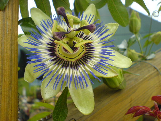 Passiflora im Garten