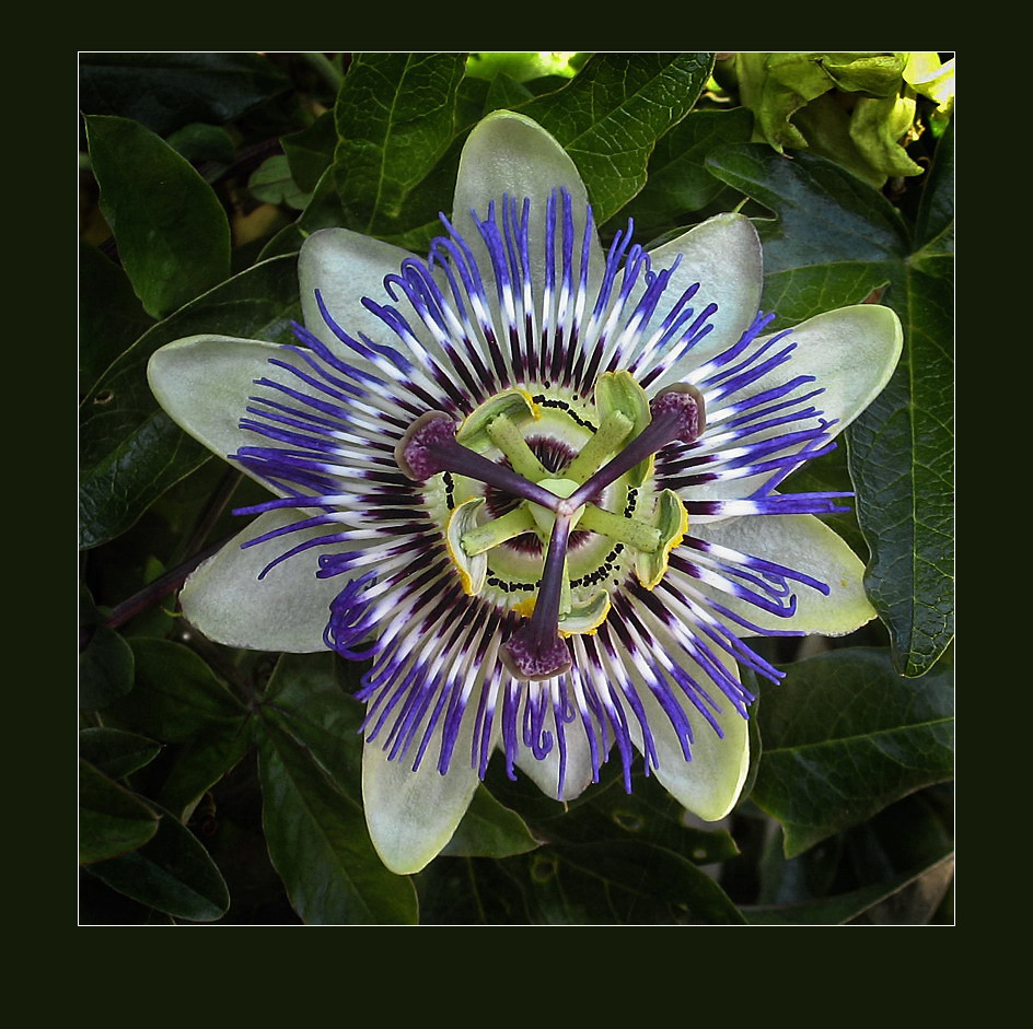 Passiflora in Autumn