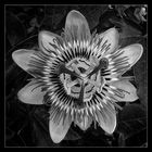 Passiflora in Autumn (B&W)