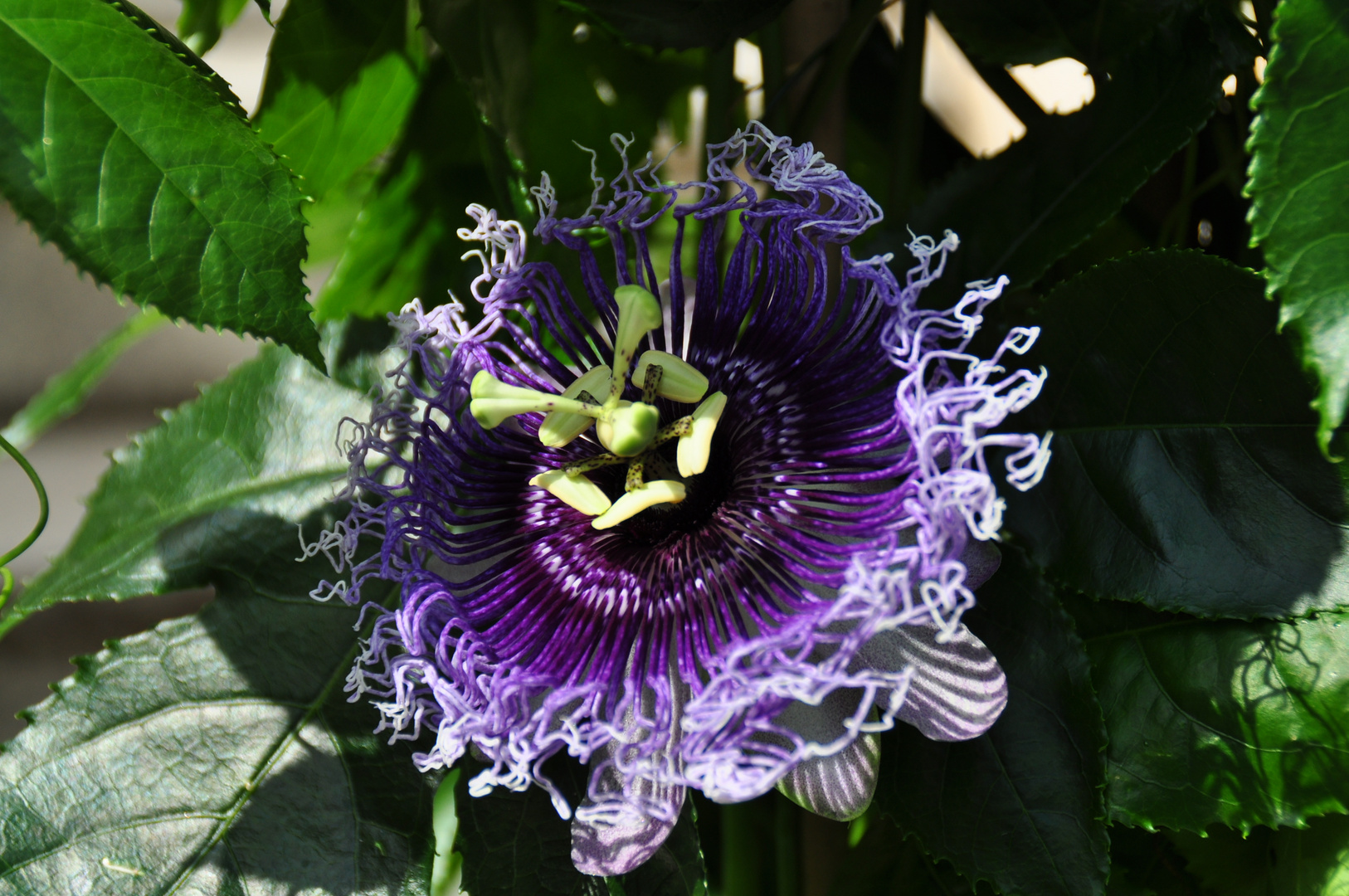 Passiflora in extravagant