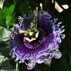 Passiflora in extravagant