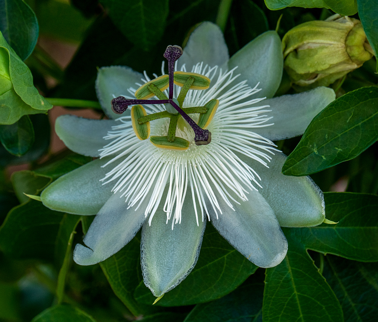 passiflora in fast weiss