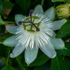 passiflora in fast weiss