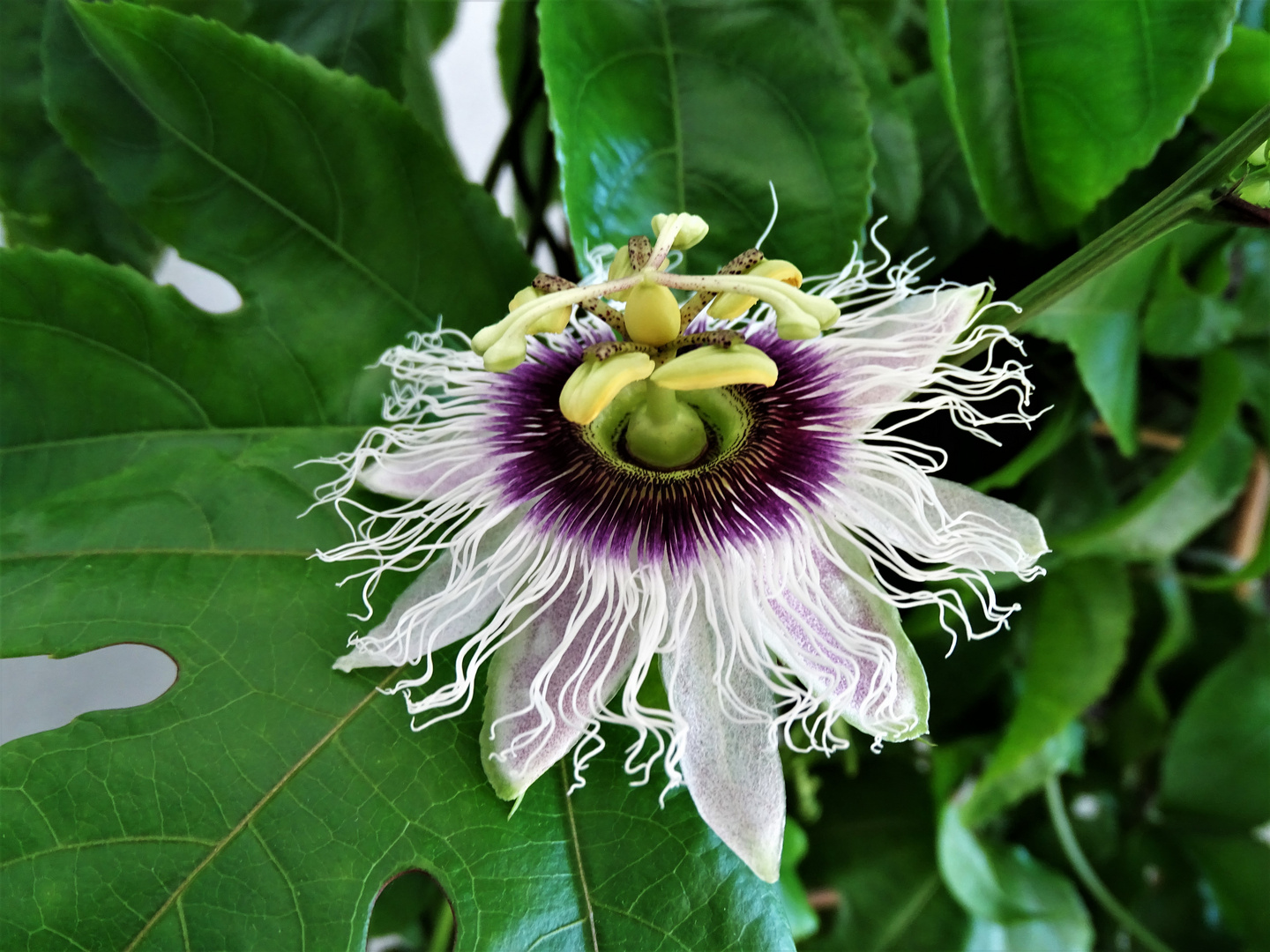 Passiflora in Meggis Wintergarten