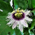 Passiflora in Meggis Wintergarten