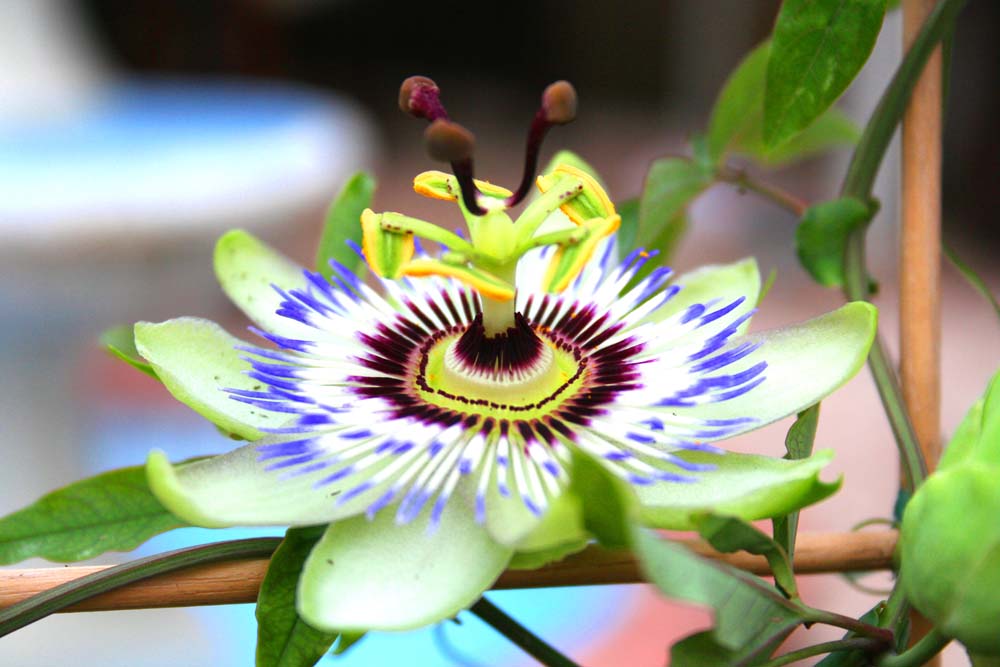 Passiflora in posa