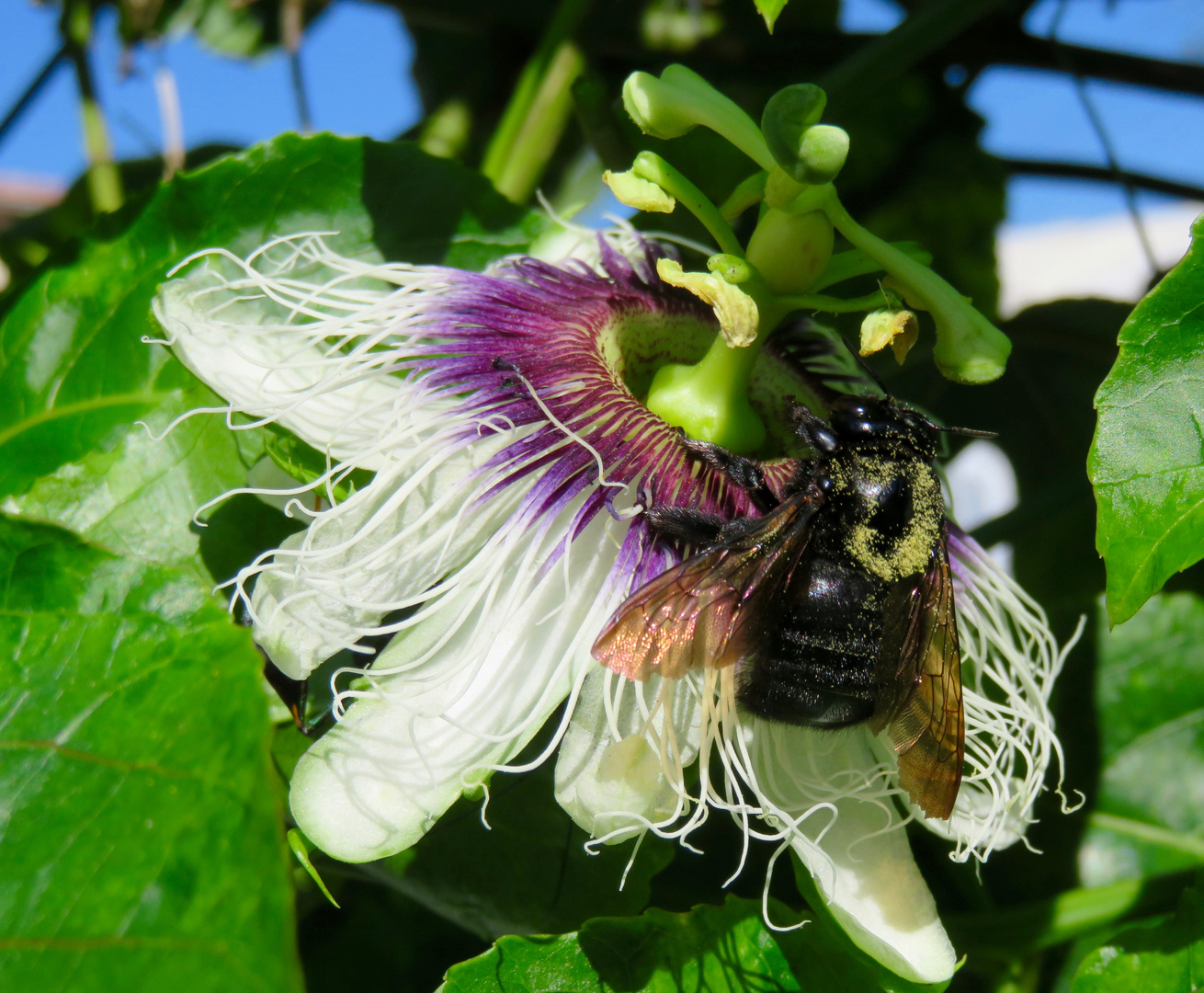 Passiflora incarata Blüte mit Holzbiene 