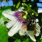 Passiflora incarata Blüte mit Holzbiene 