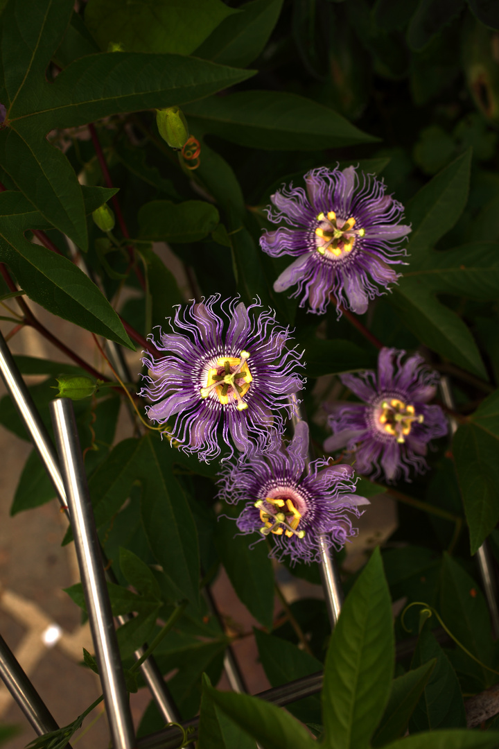 passiflora incarnata