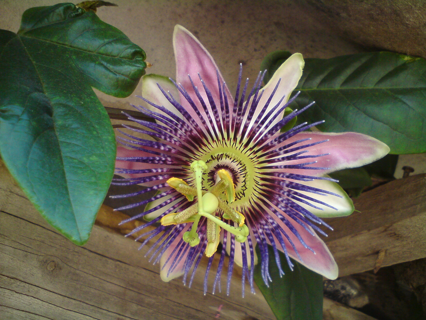 PASSIFLORA INCARNATA