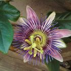 PASSIFLORA INCARNATA