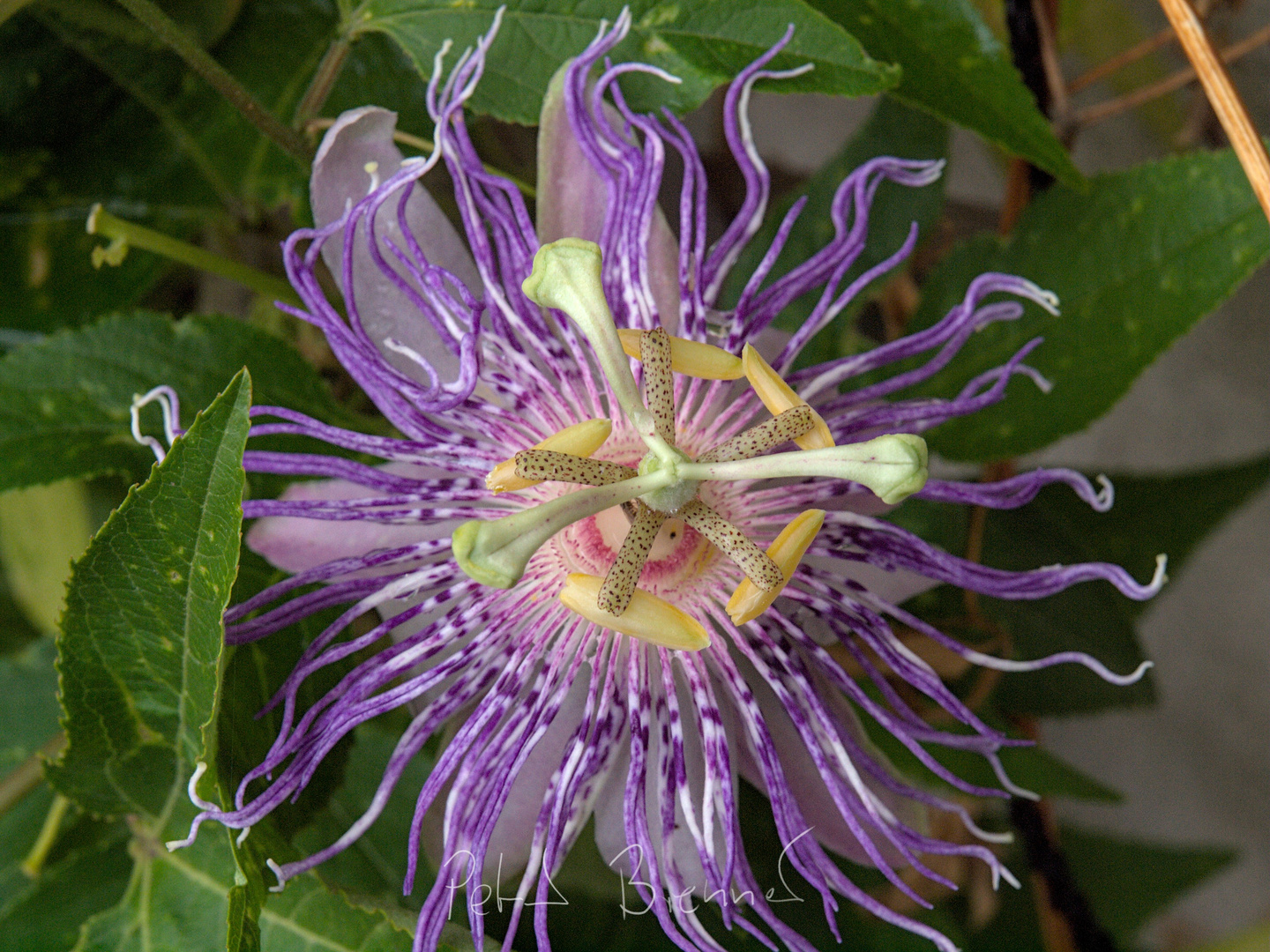 passiflora incarnata