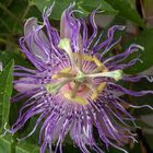 passiflora incarnata