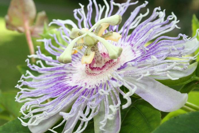 Passiflora incarnata